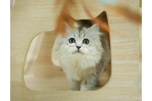 成約済の千葉県のミヌエット-100422の4枚目